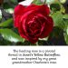 How Grandma Charlotte inspired the healing rose 1