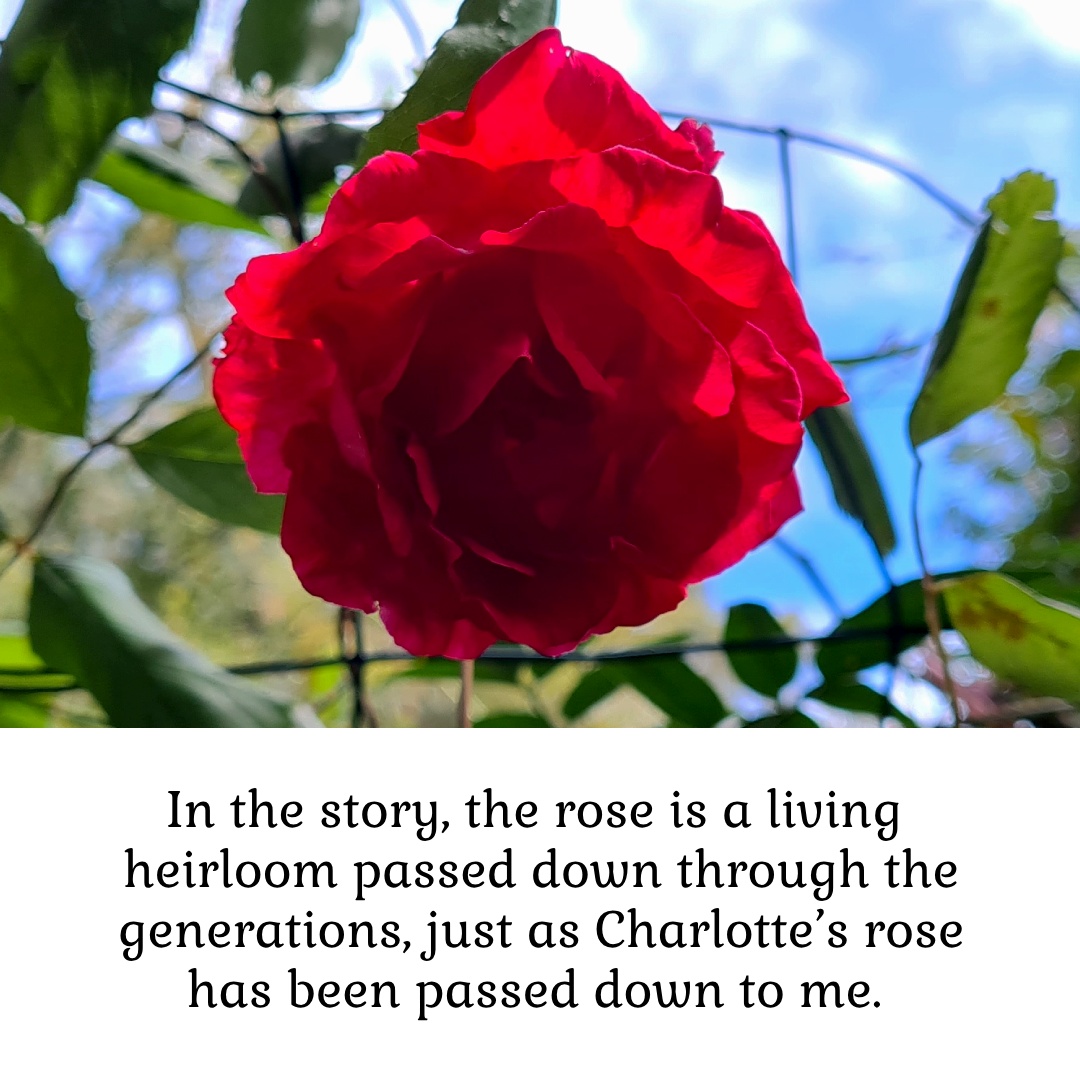 How Grandma Charlotte inspired the healing rose